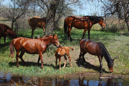 一群在池塘边吃草的小马照片