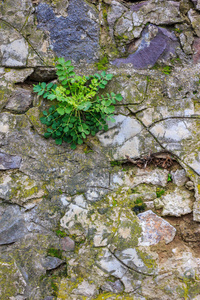 石墙上的绿色植物