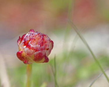 节俭花图片