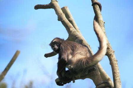 杰佛蜘蛛猴图片
