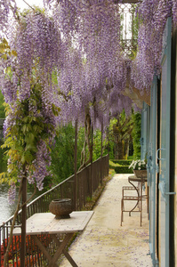 阳台上的紫藤花照片