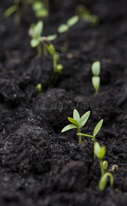 幼苗 地面 发芽 春天 植物学 土壤 自然 植物 生长 栽培