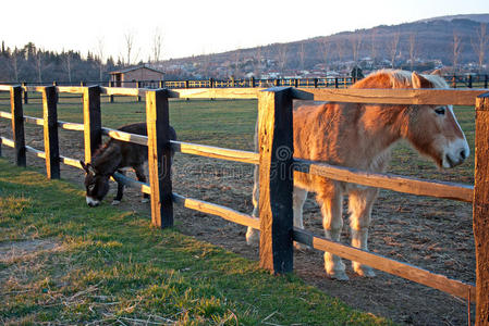 日落时篱笆后面的马