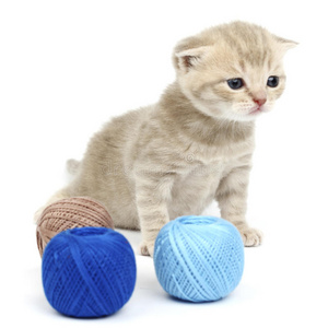 猫毛球图片