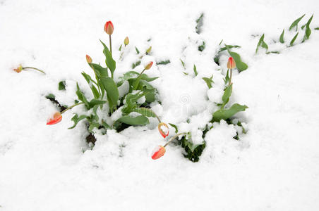 雪中的郁金香。