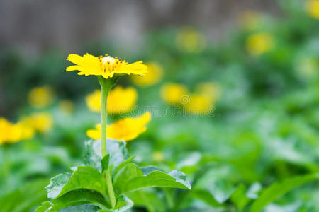 美丽多彩的花朵作为背景