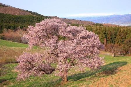 樱花雪山