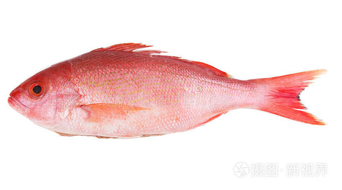 红鲷鱼
