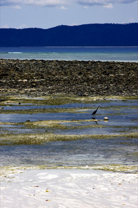 印度洋马达加斯加岛的小鸟滩