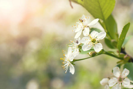 樱花