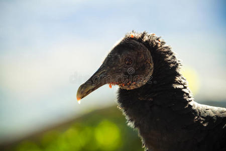 美洲黑秃鹫