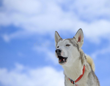 西伯利亚哈士奇犬吠声