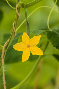 温室黄瓜植株上的黄花