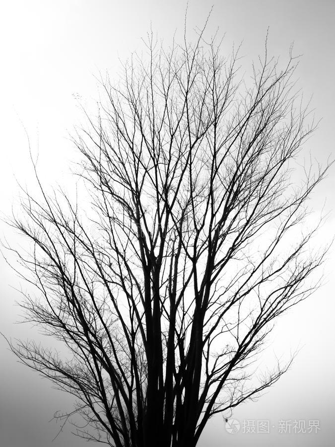 下载小样发票合同问题/举报冬季树木冬季森林枯树冬季背景树木和森林