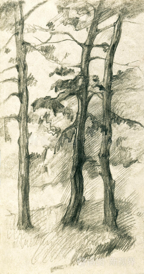 森林中的三棵松树铅笔素描
