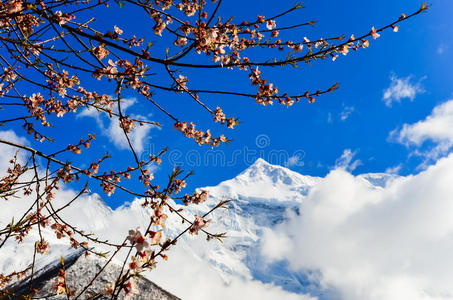 山顶樱花盛开