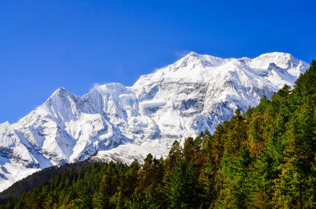 喜马拉雅山脉安纳普纳二期山峰景观，前景为树木