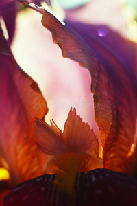 紫唐菖蒲花