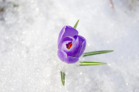 藏红花蓝色的春天在雪地里绽放图片