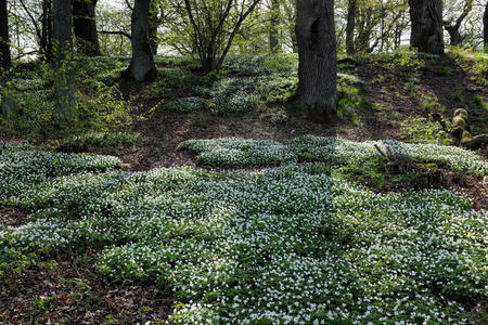 瑞典春季的木银莲花