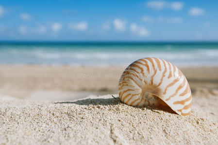 鹦鹉螺贝壳与海洋海滩和海景