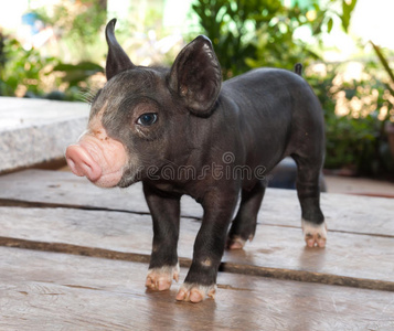 伊比利亚黑猪图片