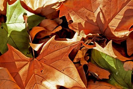 棕色和绿色的叶子