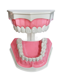 塑料牙和牙龈模型