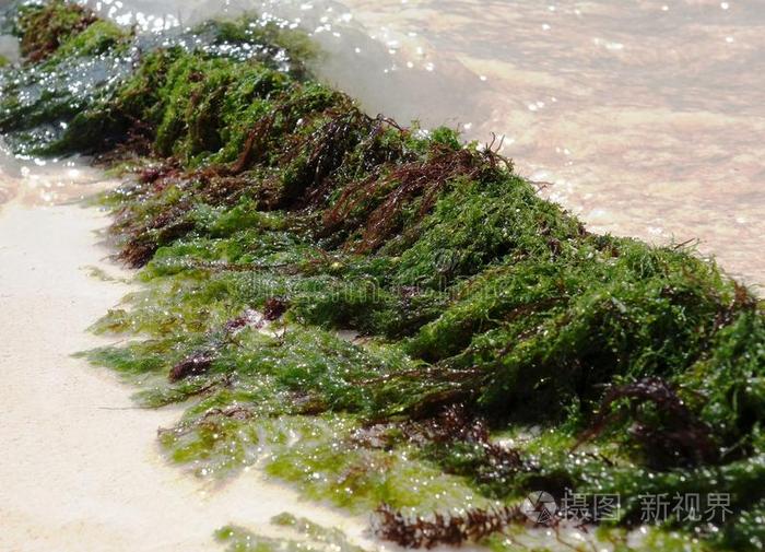 海草种类名称及图片图片