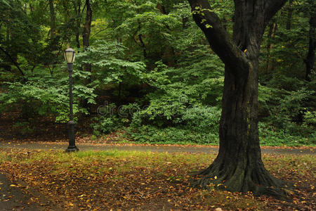 城市公园中的树木和灯柱
