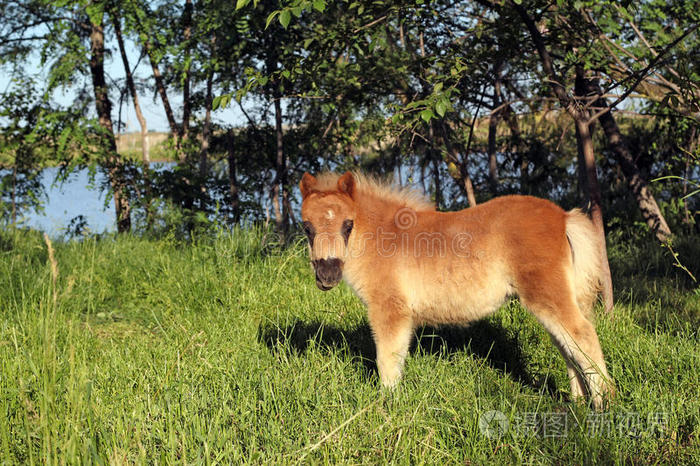 棕色小马宝宝