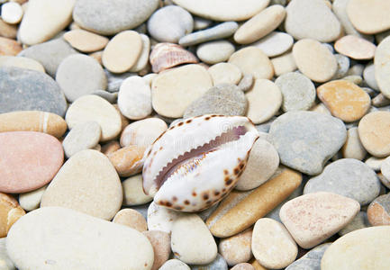 海卵石上的贝壳