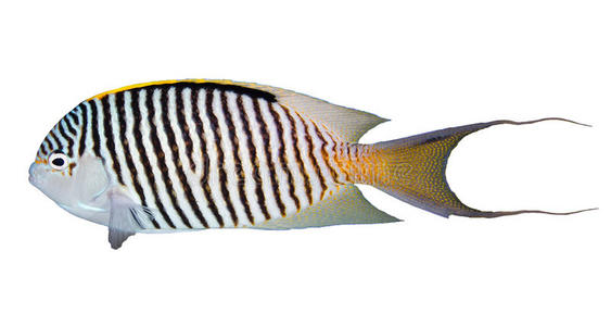 斑马神仙斑马天使鱼照片