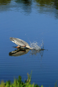 湖面上的大蓝鹭图片