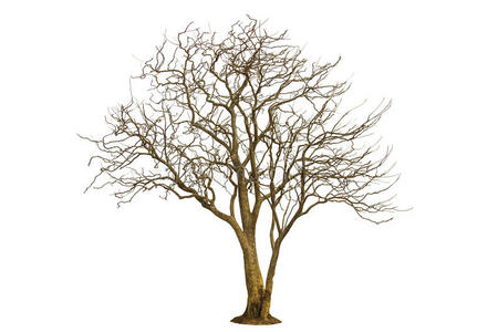 枯树干图片-枯树干素材-枯树干插画-摄图新视界