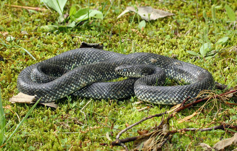 黑金蛇绿水蟒金丝球编织蜘蛛在她的网上等待草蛇或金钱金钱蜷缩与关闭