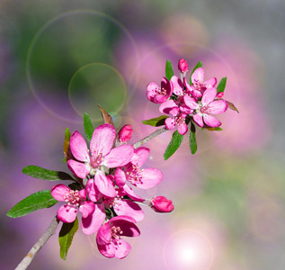 樱花