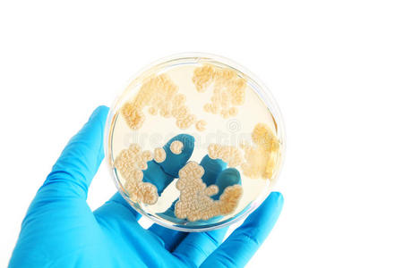 琼脂平板上的真菌微生物