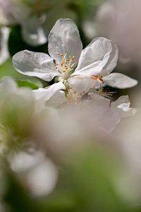 苹果树开花