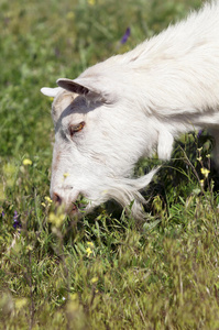 在草地上吃草的白山羊
