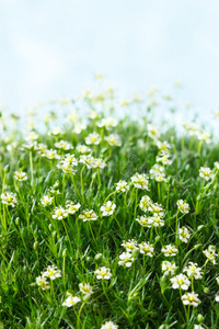 田野里的雏菊。