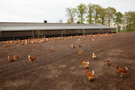 荷兰养鸡场的鸡