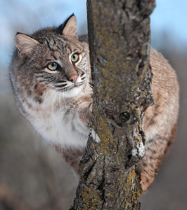 山猫山猫在树枝后面