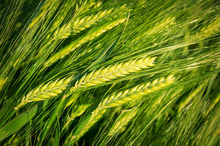 小麦收获概念图片