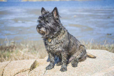 坐在岩石上的凯恩猎犬