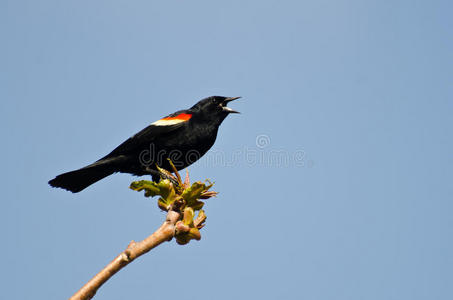 红翼黑鸟在树上歌唱