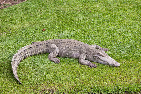躺在草地上的鳄鱼
