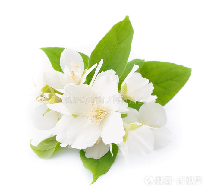 茉莉安_茉莉安神吗_茉莉安的信仰在哪买