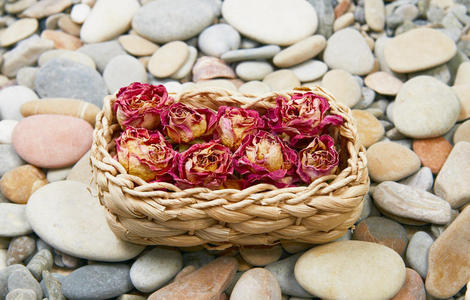 海卵石和玫瑰
