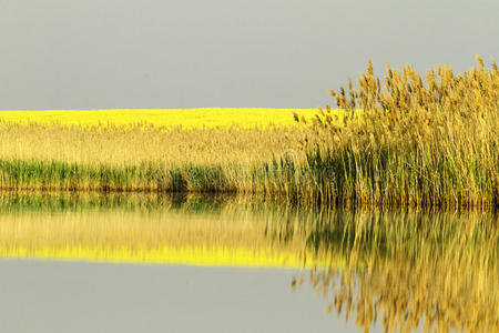 芦苇油田景观池图片